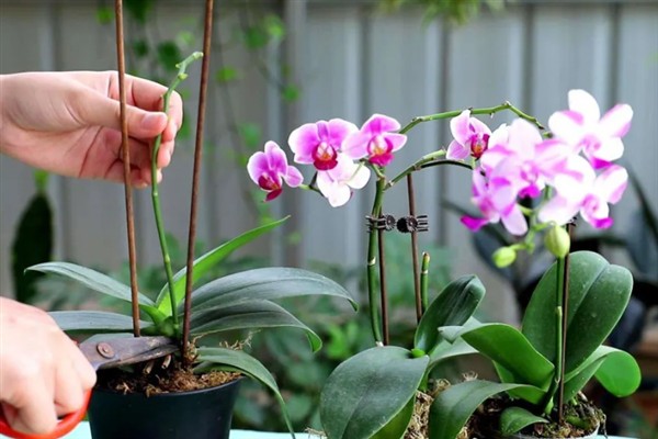 蝴蝶兰秋天如何养护,喜欢在湿润的环境中生长