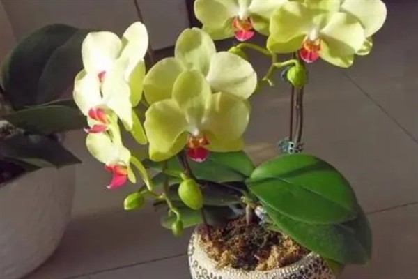 蝴蝶兰秋天如何养护,喜欢在湿润的环境中生长