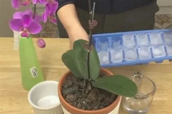 蝴蝶兰秋天如何养护,喜欢在湿润的环境中生长