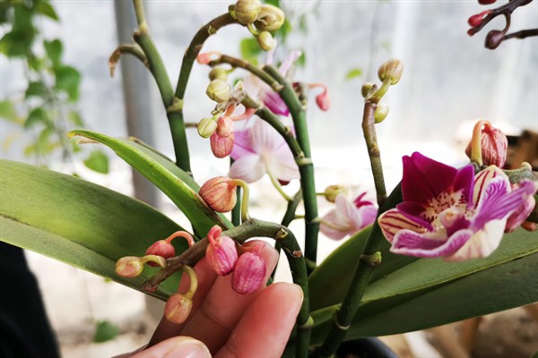 蝴蝶兰秋天如何养护,喜欢在湿润的环境中生长