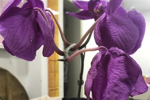 蝴蝶兰秋天如何养护,喜欢在湿润的环境中生长