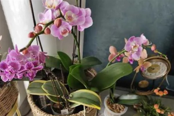 蝴蝶兰秋天如何养护,喜欢在湿润的环境中生长