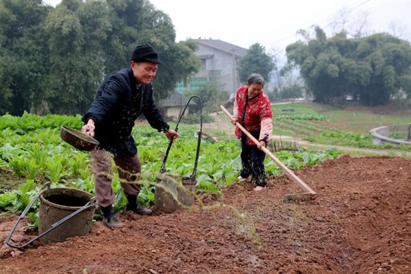 西瓜如何施好五肥，基肥要施足