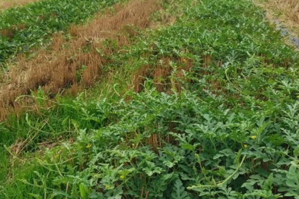 西瓜如何施好五肥，基肥要施足