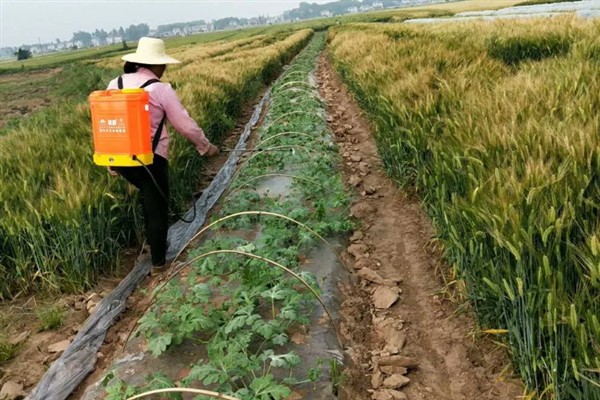 西瓜如何施好五肥，基肥要施足