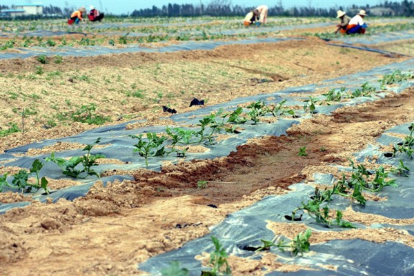 西瓜如何施好五肥，基肥要施足
