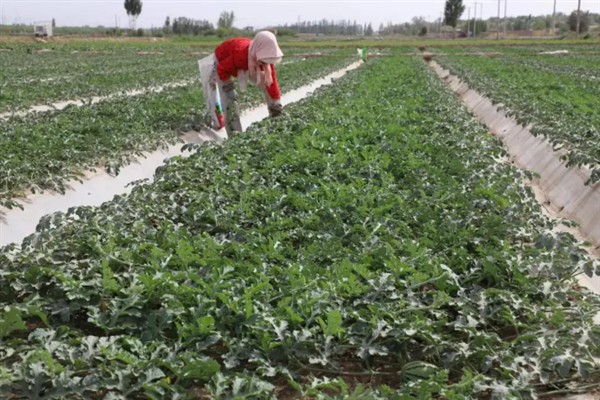 西瓜如何施好五肥，基肥要施足