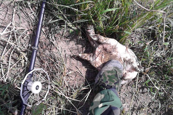 甲鱼枪的简介，是专门用来捕捉甲鱼的工具