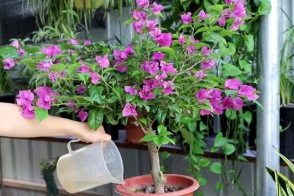 光叶子花和三角梅有什么区别，叶片形状不同