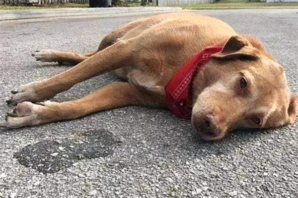 狗狗冠状病毒是如何传染的，通过消化道和呼吸道传染