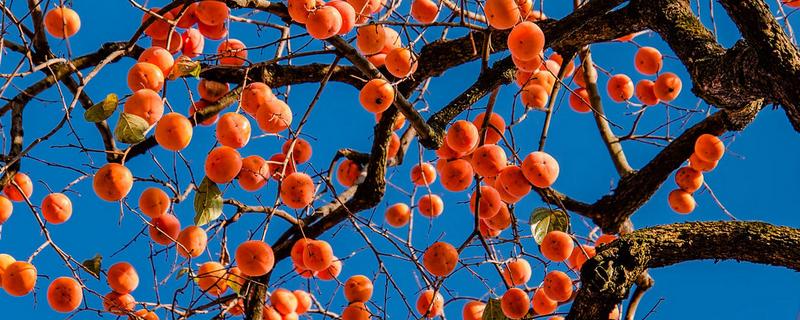 柿子树在几月开花,花期在每年的5-6月