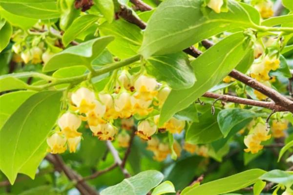 柿子树在几月开花，花期在每年的5-6月