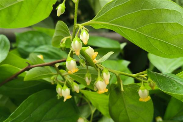 柿子树在几月开花，花期在每年的5-6月