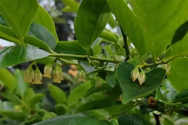 柿子树在几月开花，花期在每年的5-6月