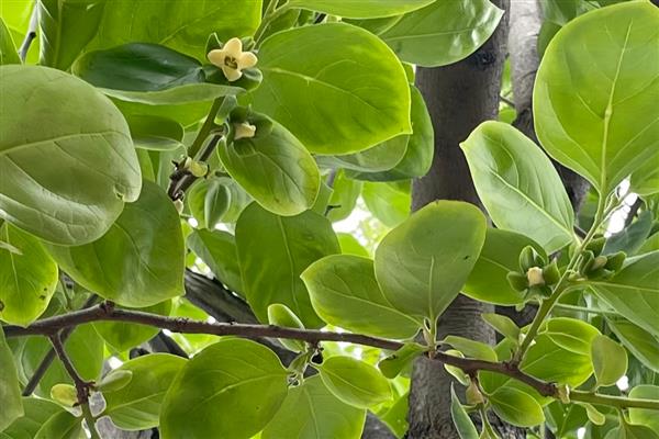 柿子树在几月开花，花期在每年的5-6月