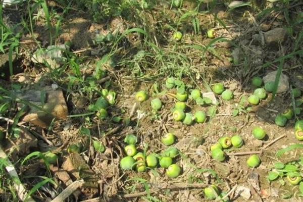 柿子树在几月开花，花期在每年的5-6月