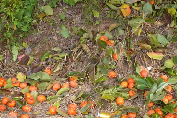 柿子树在几月开花，花期在每年的5-6月