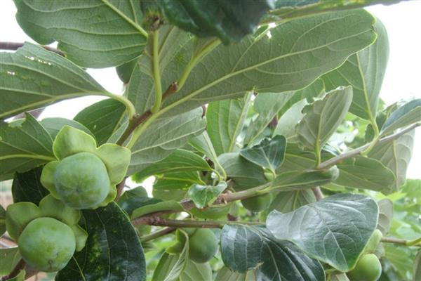 柿子树在几月开花，花期在每年的5-6月