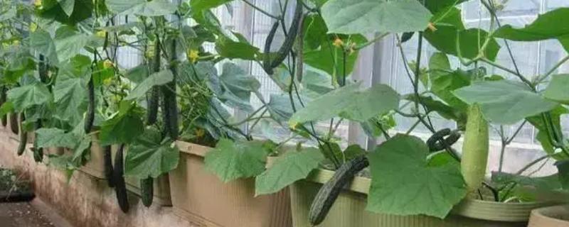 阳台种黄瓜要授粉吗,是需要进行授粉的