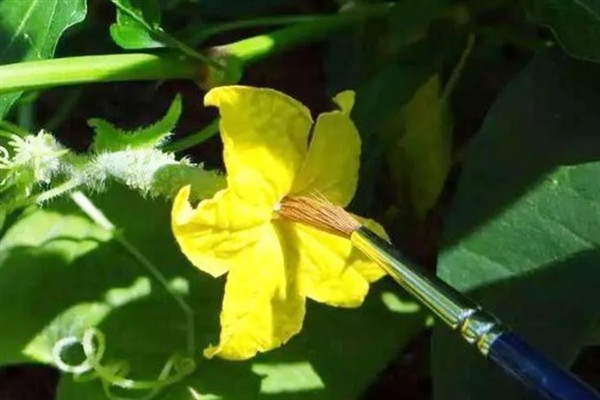 阳台种黄瓜要授粉吗,是需要进行授粉的