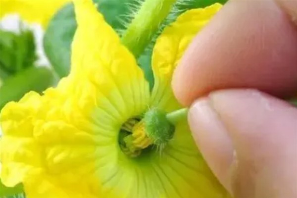 阳台种黄瓜要授粉吗,是需要进行授粉的