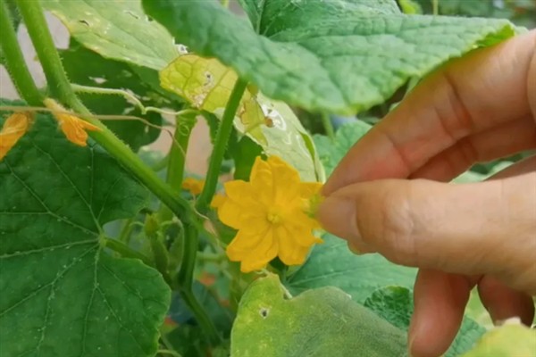 阳台种黄瓜要授粉吗,是需要进行授粉的