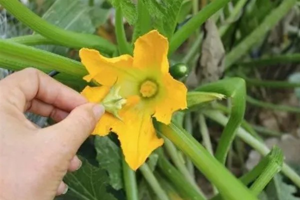 阳台种黄瓜要授粉吗,是需要进行授粉的