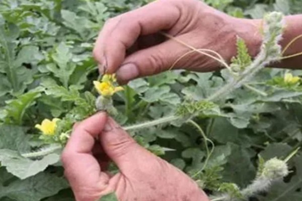 阳台种黄瓜要授粉吗,是需要进行授粉的