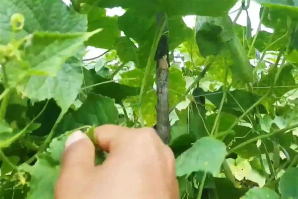 阳台种黄瓜要授粉吗,是需要进行授粉的