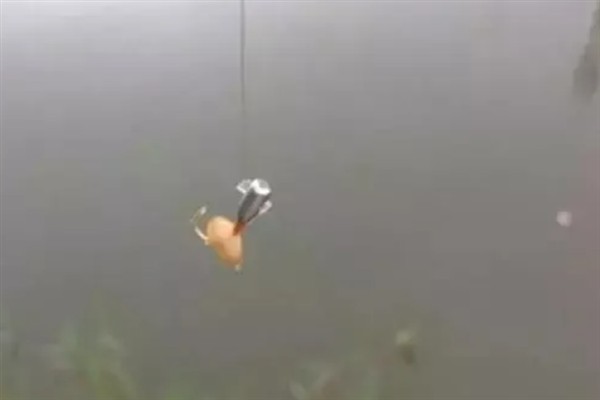 4月份钓鱼用哪种饵料，自然饵料可选择蚯蚓、麦粒、玉米等种类