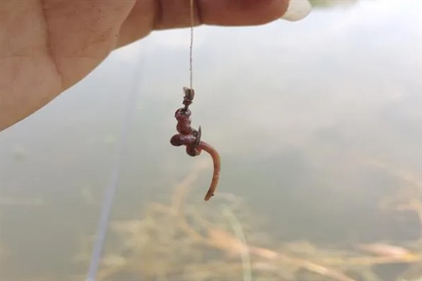 4月份钓鱼用哪种饵料，自然饵料可选择蚯蚓、麦粒、玉米等种类