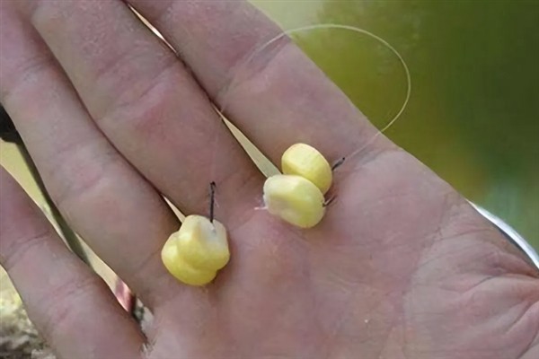 4月份钓鱼用哪种饵料，自然饵料可选择蚯蚓、麦粒、玉米等种类