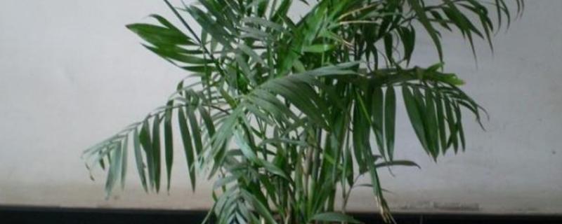 如何对夏威夷椰子浇水,春季每隔3-4天浇一次