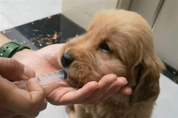 幼犬感冒后采取什么措施，要进行传染病筛查
