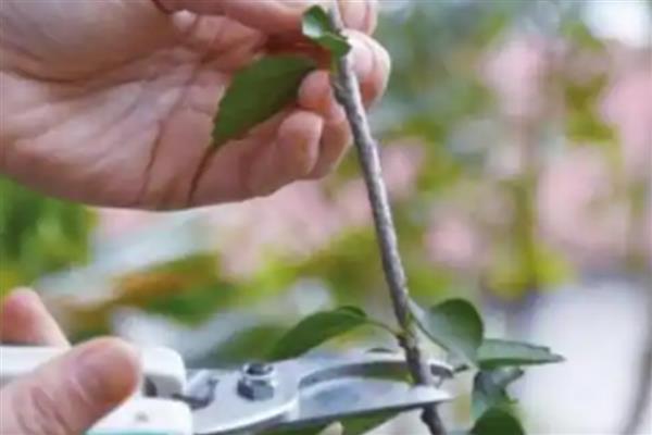 扶桑花水培生根的方法，枝条底面截成光滑的斜面