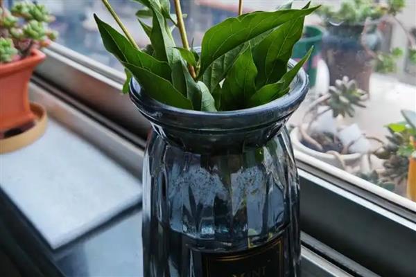 扶桑花水培生根的方法，枝条底面截成光滑的斜面