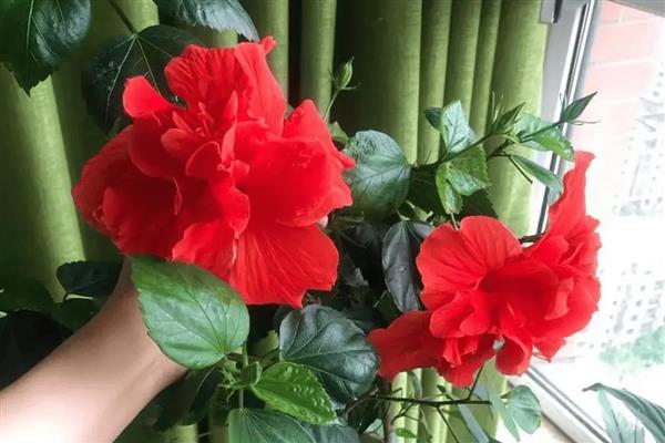 扶桑花水培生根的方法，枝条底面截成光滑的斜面