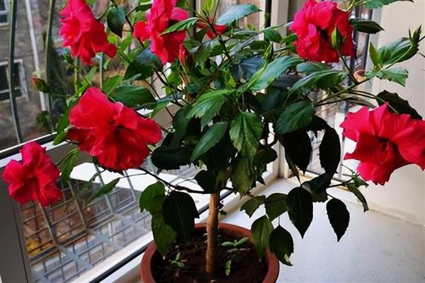 扶桑花水培生根的方法，枝条底面截成光滑的斜面