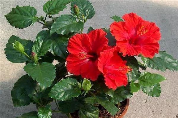 扶桑花水培生根的方法，枝条底面截成光滑的斜面