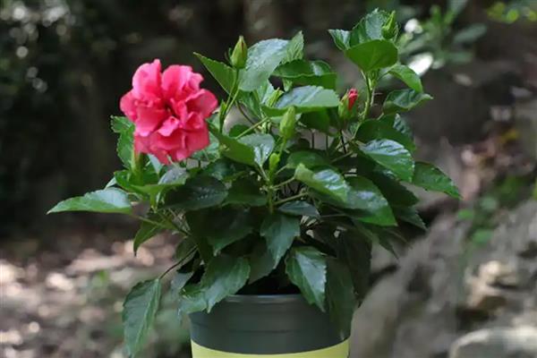 扶桑花水培生根的方法，枝条底面截成光滑的斜面