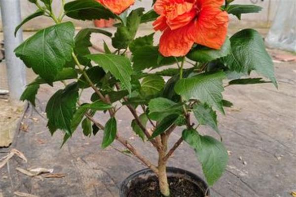 扶桑花水培生根的方法，枝条底面截成光滑的斜面