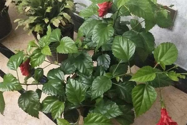 扶桑花水培生根的方法，枝条底面截成光滑的斜面