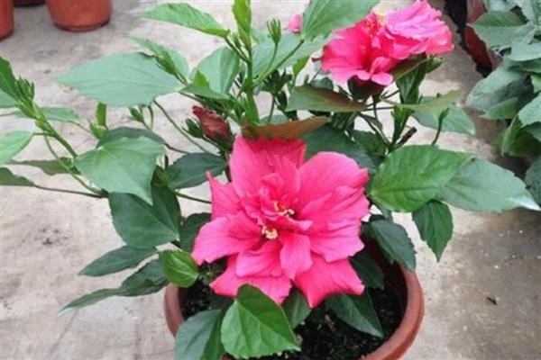 扶桑花水培生根的方法，枝条底面截成光滑的斜面