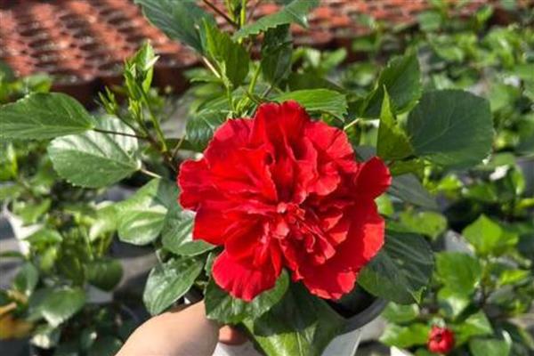 扶桑花水培生根的方法，枝条底面截成光滑的斜面