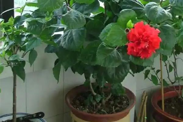 扶桑花水培生根的方法，枝条底面截成光滑的斜面