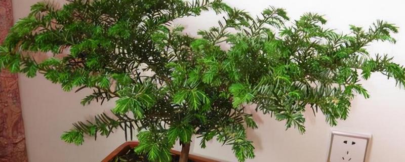 红豆杉黄叶的原因，可能是浇水不当或光照过多
