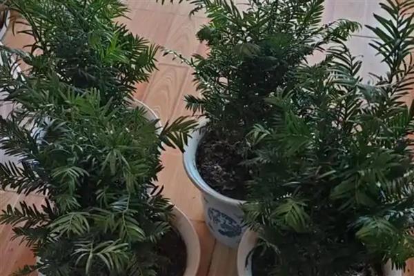 红豆杉黄叶的原因，可能是浇水不当或光照过多