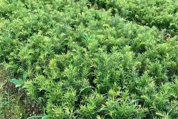 红豆杉黄叶的原因，可能是浇水不当或光照过多