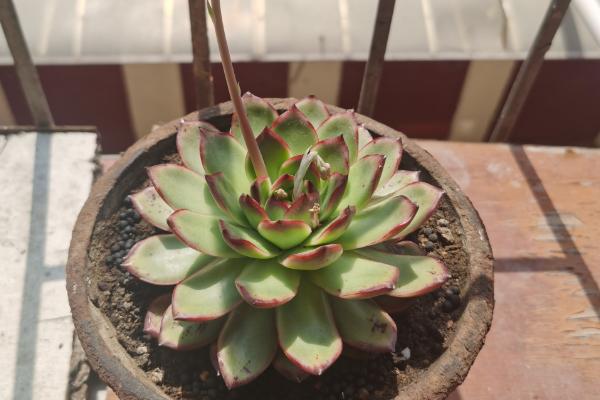 石莲花和玉蝶的区别，玉蝶是石莲花的一个品种