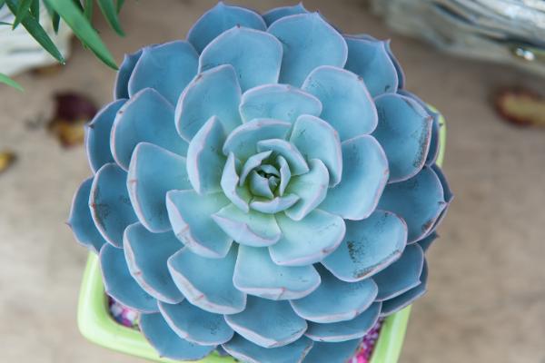 石莲花和玉蝶的区别，玉蝶是石莲花的一个品种